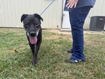 Rescue Black Labrador Retriever Dogs for Adoption in Conway, South Carolina - Meet Smokey – Sweet Senior Miracle Boy Really NEEDS A HERO! | PetCurious