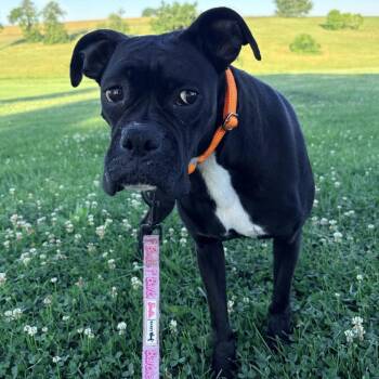 Gracie -  Boxer Dog for Adoption in Cincinnati, Ohio - Gracie | PetCurious