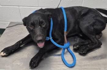 JACK -  Labrador Retriever and Mixed Breed Dog for Adoption in Corpus Christi, Texas - JACK | PetCurious