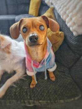 Chihuahua and Dachshund Dogs Available for Adoption - *HARPY CRYPTID Special Needs | PetCurious