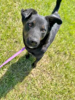 Border Collie and Mixed Breed Dogs Available for Adoption in Saint James, Minnesota - McKay | PetCurious