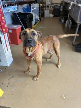 Rescue Mastiff and Mixed Breed Dogs for Adoption in Chula Vista, California - A267216 | PetCurious