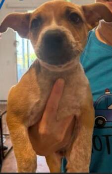 Rescue Pit Bull Terrier Dogs for Adoption in San Diego, California - Bandit | PetCurious