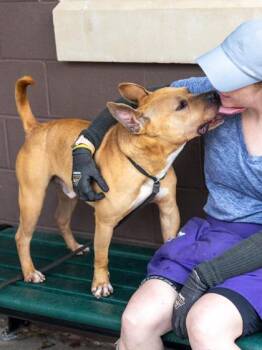 Mixed Breed Dogs Available for Adoption in Chamblee, Georgia - Rigby | PetCurious