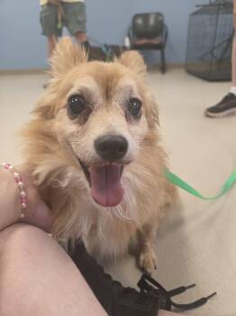 Honey -  Pomeranian and Mixed Breed Dog for Adoption in Grand Junction, Colorado - Honey | PetCurious