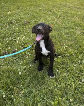 Crosby -  Pit Bull Terrier and Australian Shepherd Dog for Adoption in Irwin, Pennsylvania - Crosby | PetCurious