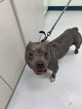 Pit Bull Terrier and Mixed Breed Dogs Available for Adoption - Big Mama | PetCurious
