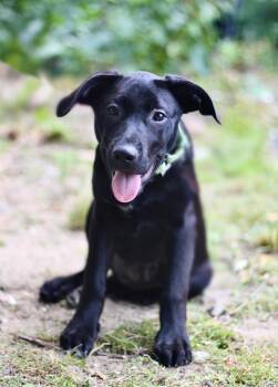 Star in NH. Come Meet our Adoptable Dogs Wednesday-Saturday. Mor -  Black Labrador Retriever Dog for Adoption in Manchester, New Hampshire - Star In NH. Come Meet Our Adoptable Dogs Wednesday-Saturday. Mor | PetCurious