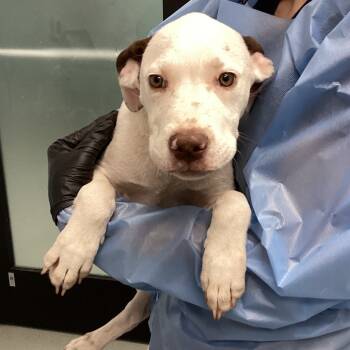 Rescue Mixed Breed Dogs for Adoption in Abilene, Texas - Baylor | PetCurious