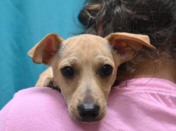 Spoons -  Chihuahua Dog for Adoption in Portland, Oregon - Spoons | PetCurious