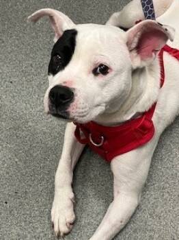 Rescue Mixed Breed Dogs for Adoption in Dallas, Texas - ZAZA | PetCurious