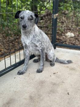 Australian Cattle Dog Blue Heeler Dogs Available for Adoption in Norfolk, Massachusetts - Harlie | PetCurious