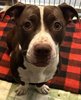 MILKY WAY* -  Staffordshire Bull Terrier and Mixed Breed Dog for Adoption in Santa Cruz, California - MILKY WAY* | PetCurious
