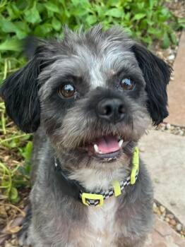 Oscar -  Lhasa Apso and Shih Tzu Dog for Adoption in Orange, California - Oscar | PetCurious