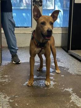 Stanton -  Pit Bull Terrier Dog for Adoption in Mobile, Alabama - Stanton | PetCurious