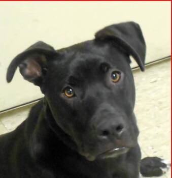 Karl -  Labrador Retriever and Terrier Dog for Adoption in Paris, Kentucky - Karl | PetCurious