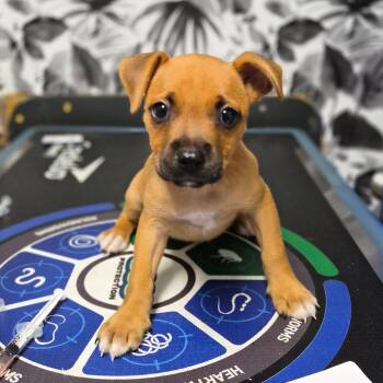 Katara -  Labrador Retriever and Chihuahua Dog for Adoption in Wahiawa, Hawaii - Katara | PetCurious