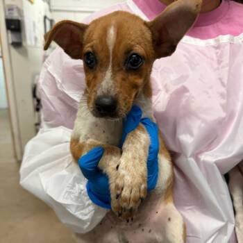Bernie -  Cattle Dog Dog for Adoption in Edinburg, Texas - Bernie | PetCurious