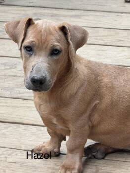 Hazel 4 month AVA 9/30 -  Labrador Retriever Dog for Adoption in Sterling, Massachusetts - Hazel 4 Month AVA 9/30 | PetCurious