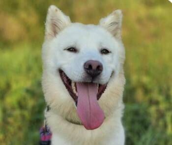 Dior -  Jindo Dog for Adoption in San Ramon, California - Dior | PetCurious