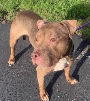 Pit Bull Terrier Dogs Available for Adoption in Mckeesport, Pennsylvania - Chloe | PetCurious