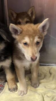 61485896 -  Husky and German Shepherd Dog Dog for Adoption in El Paso, Texas - 61485896 | PetCurious