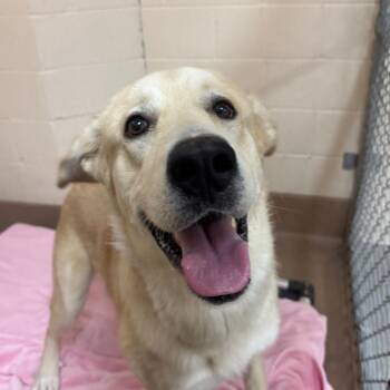 Hemi -  Great Pyrenees and Mixed Breed Dog for Adoption in Reno, Nevada - Hemi | PetCurious