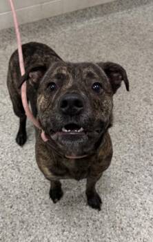 Chett -  Mixed Breed Dog for Adoption in Kansas City, Missouri - Chett | PetCurious