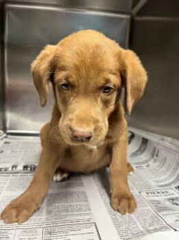Chocolate Labrador Retriever Dogs Available for Adoption in Hopkinsville, Kentucky - River | PetCurious