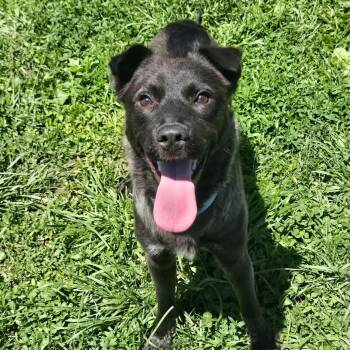 Siberian Husky Dogs Available for Adoption in Martinsville, Indiana - Texas Hold