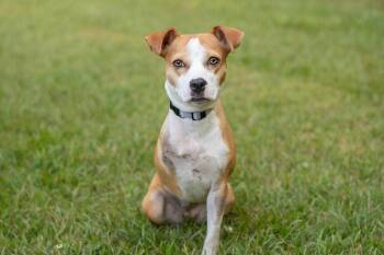 Beagle Dogs Available for Adoption in Charlotte, North Carolina - Tink | PetCurious