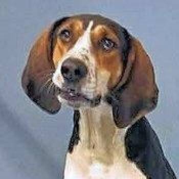 Treeing Walker Coonhound Dogs Available for Adoption - PLEASE HELP Honeydew (GA) | PetCurious