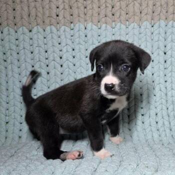 Mittens -  Feist and Labrador Retriever Dog for Adoption in Sanford, North Carolina - Mittens | PetCurious