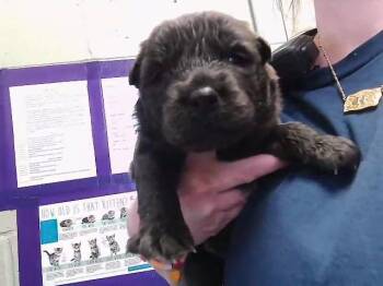 German Shepherd Dog and Mixed Breed Dogs Available for Adoption in Tulsa, Oklahoma - FINCH | PetCurious