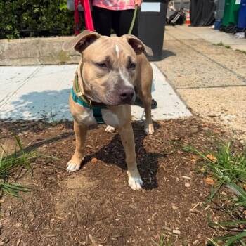 Martes -  American Staffordshire Terrier and Mixed Breed Dog for Adoption in New York, New York - Martes | PetCurious