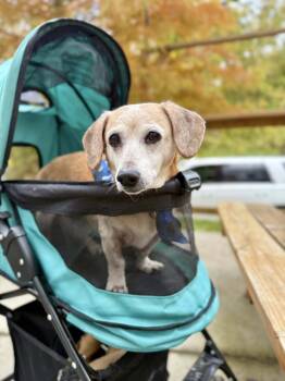 Rescue Dachshund Dogs for Adoption in Greenville, South Carolina - Tucker | PetCurious