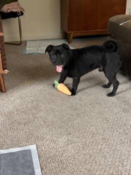 ZENITH -  Pug Dog for Adoption in Coquitlam, British Columbia - ZENITH | PetCurious