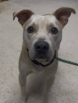 Rescue Terrier and Mixed Breed Dogs for Adoption in Gulfport, Mississippi - Diesel | PetCurious