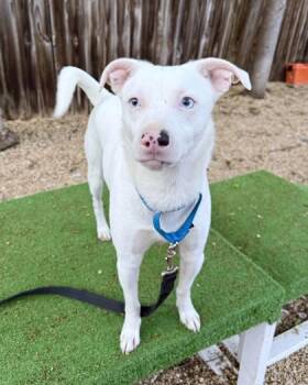 Terrier and Mixed Breed Dogs Available for Adoption - Marvin | PetCurious