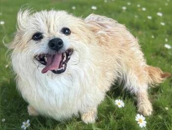 Terrier Dogs Available for Adoption in Long Beach, California - Melody Fair | PetCurious