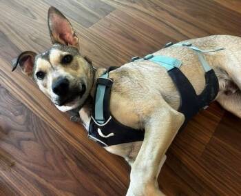 Elfie -  Corgi and Border Collie Dog for Adoption in Olympia, Washington - Elfie | PetCurious