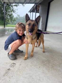 Charlotte Rose Everly -  German Shepherd Dog and Belgian Shepherd Malinois Dog for Adoption in Friendswood, Texas - Charlotte Rose Everly | PetCurious