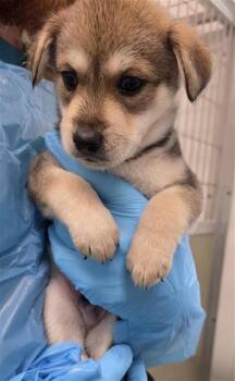 BOLOGNA -  Husky Dog for Adoption in San Antonio, Texas - BOLOGNA | PetCurious