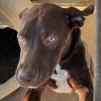Rebel -  Mixed Breed and Chocolate Labrador Retriever Dog for Adoption in Durant, Oklahoma - Rebel | PetCurious