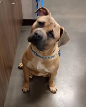 Mixed Breed Dogs Available for Adoption - Roco | PetCurious