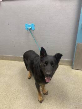 German Shepherd Dog Dogs Available for Adoption - KAISER | PetCurious