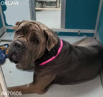 Neapolitan Mastiff Dogs Available for Adoption - ARYA | PetCurious