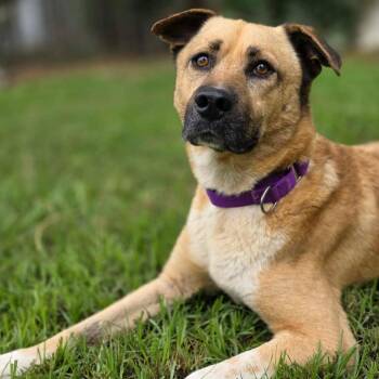 Thatcher -  Labrador Retriever and Mixed Breed Dog for Adoption in Klein, Texas - Thatcher | PetCurious