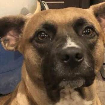 Ari -  Pit Bull Terrier and Belgian Shepherd Malinois Dog Available for Adoption in Phoenix, Arizona - Ari | PetCurious