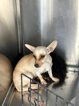 Chihuahua Dogs Available for Adoption in Dallas, Texas - RASPBERRY | PetCurious